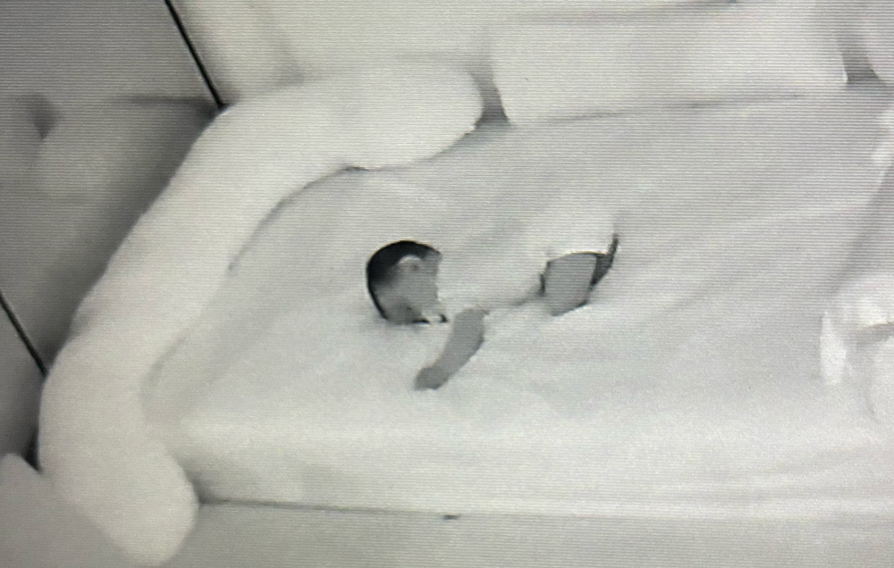 Gentle Sleep Learning - sleep specialist in Irvine, CA