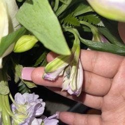 Calisi's Flowerland - DROPPYYYYYYY !!!