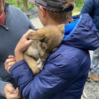 Seavey's IdidaRide Dog Sled Tours - Tours Near Me - Seward, Alaska Seavey's IdidaRide Dog Sled Tours - Tours Near Me - Seward, Alaska