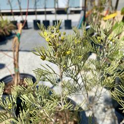 Hyla Nursery - I believe this is feathery cassia.