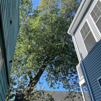 C & J Tree Services - Huge oak tree - Tree Services Near Me