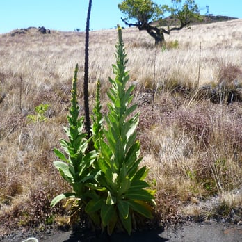 Onizuka Center - Matures Silverswords - Landmarks & Historical Buildings Near Me - Hilo, Hawaii