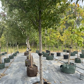 Mulhalls - Redpointe Maple - Tree selection area - Nurseries & Gardening Near Me - Omaha, Nebraska
