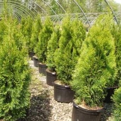 Wheatfield Nursery