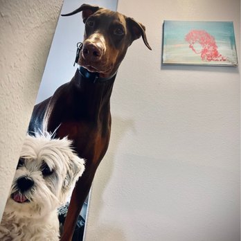 A-VIP Pet Resort - .... They barely let me up the stairs... Kisses Tsunami almost knock me out of my heels... - Pet Boarding Near Me - Las Vegas, Nevada