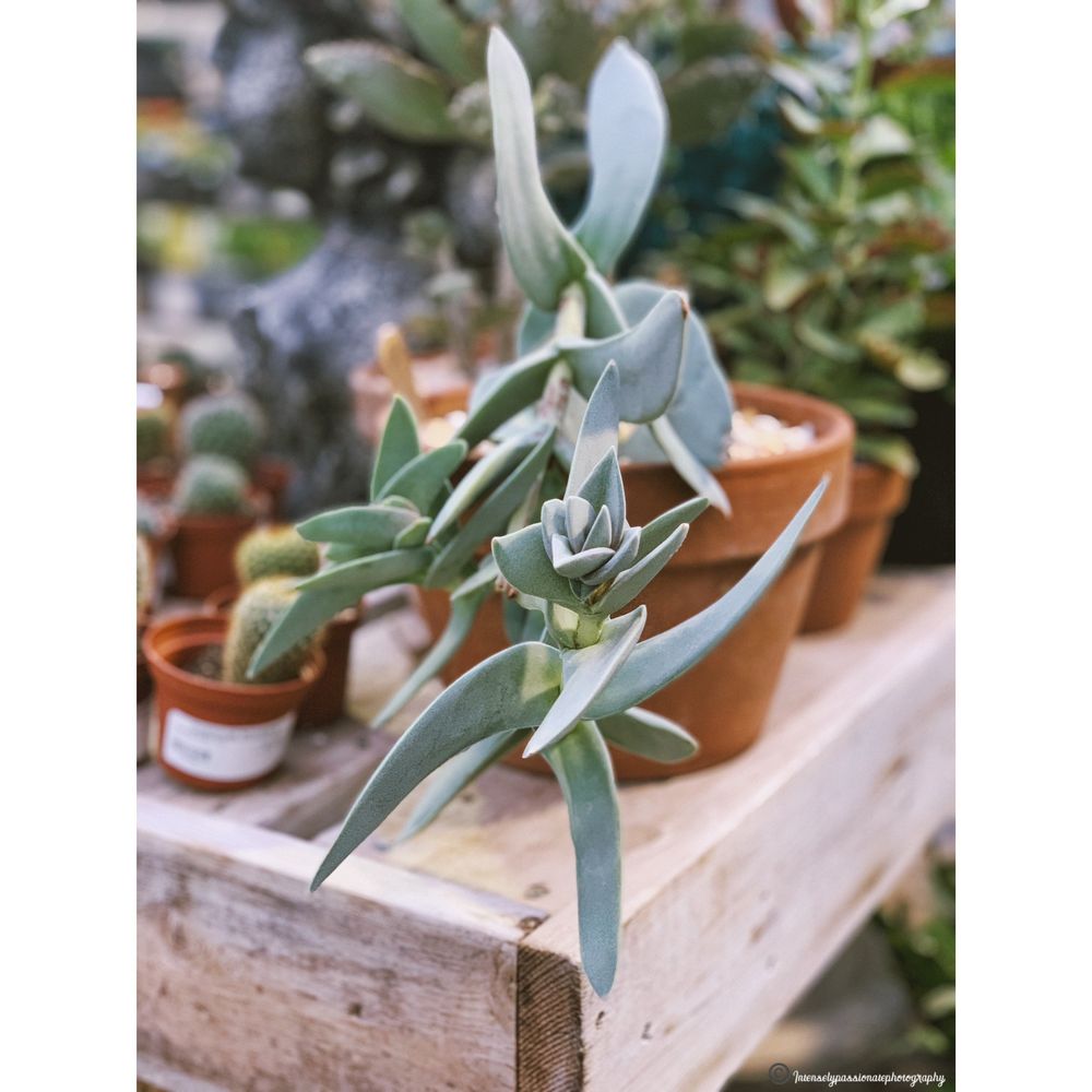 COLONIAL NURSERY 161 Photos & 15 Reviews Nurseries & Gardening