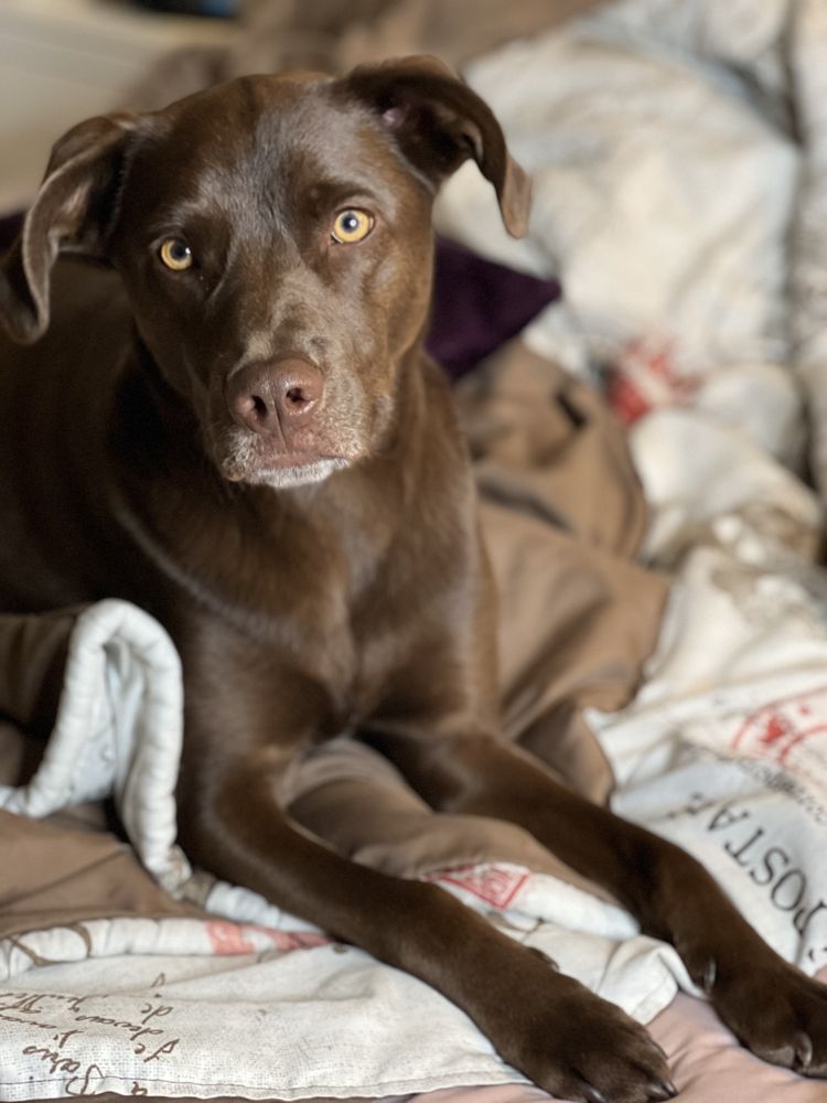 Pet Sitting by Yasmini - pet boarding facility in San Francisco, CA
