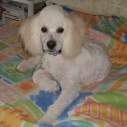 Barking Lot - Ozzy