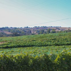 Wine Country Tours - Wine Country Views.