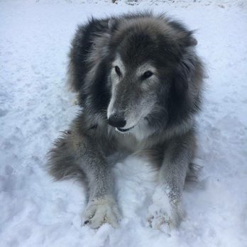 Creekside Resort - Pet Sitting Near Me - Walworth, New York