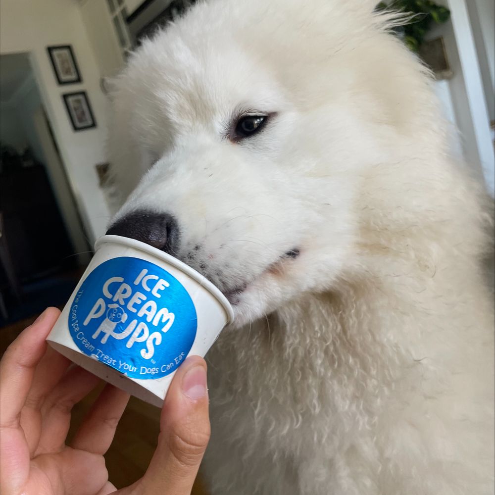Jacob's Dog Pack - Jacob introduced me to the fact that there are ice creams specifically made for dogs! Micho can't get enough :) - Dog Walkers Near Me Jacob's Dog Pack - Jacob introduced me to the fact that there are ice creams specifically made for dogs! Micho can't get enough :) - Dog Walkers Near Me