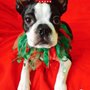 Photo of GentleCare Pet Hospital