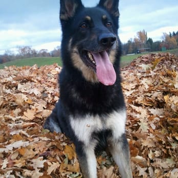 Macinnes Mobile Veterinary Services - Veterinarians Near Me Macinnes Mobile Veterinary Services - Veterinarians Near Me