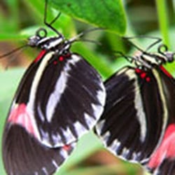 Jardin aux Papillons