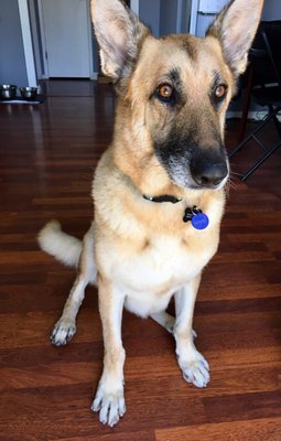 fur fabulous mobile pet grooming