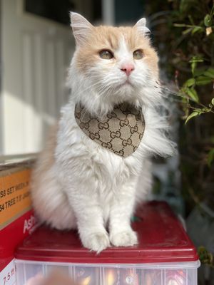 GOOD GRIEF PET CARE - Updated August 2025 - 14 Photos & 28
