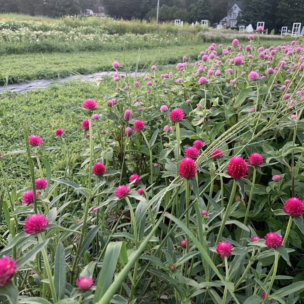 Hudson Wildflower Co - rows of colorful flowers - Florists Near Me - Milton, New York