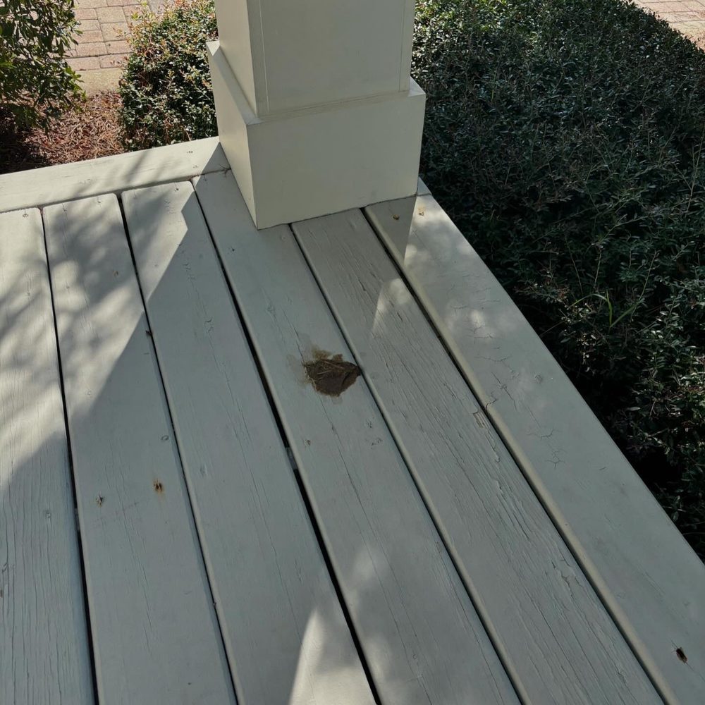 RealJoy Vacations - Cat on the porch after a $422 cleaning fee - Vacation Rentals Near Me - Destin, Florida RealJoy Vacations - Cat on the porch after a $422 cleaning fee - Vacation Rentals Near Me - Destin, Florida