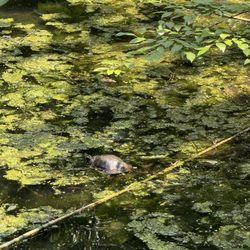 crim dell bridge - Turtles in the water