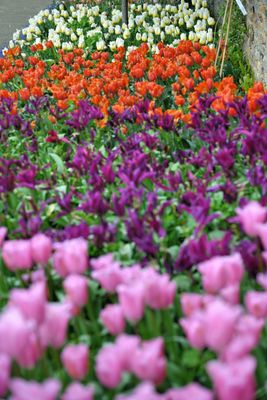 Hampton Court Palace by null