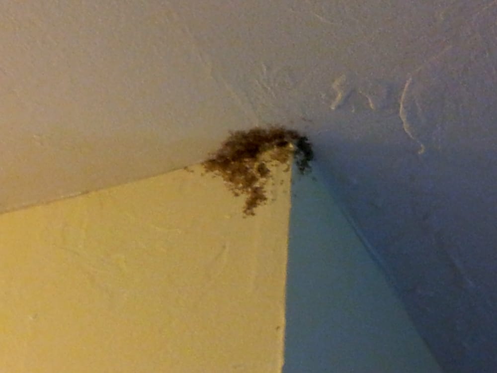 QUALITY PEST CONTROL OF SW FLORIDA Updated October 2024 1634 SE 47th St, Cape Coral, Florida