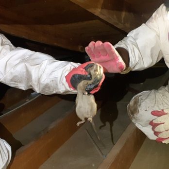 Attic Pros - Pest Control Near Me - Oakland, California