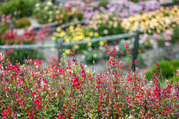 Berkeley Rose Garden by null