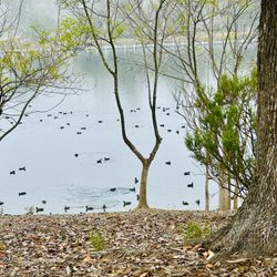 Lake Miramar - Love the ducks on the lake.