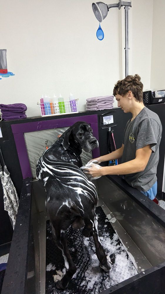 BARKZONE BETHANY 119 Photos & 106 Reviews 1815 NW 169th Pl