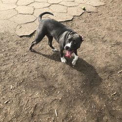 Lafayette Dog Park