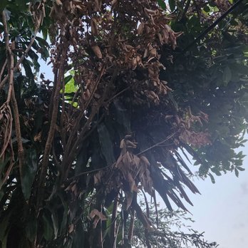 Lewis Tree Service - Cut limb - Tree Services Near Me - Santa Cruz, California