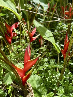 ʻĪao Valley State Monument by null