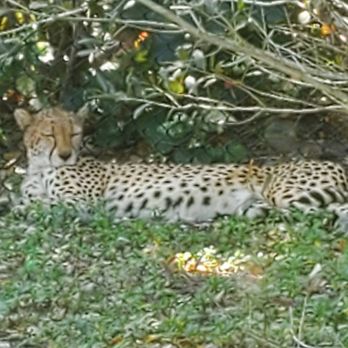 Naples Zoo - Zoos Near Me - Naples, Florida