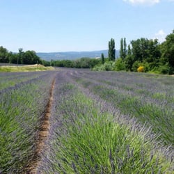 A Travers Champs - Lavendelfeld in der Provence