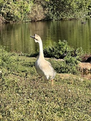 Ibirapuera Park by null
