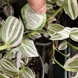Gray's Garden Center