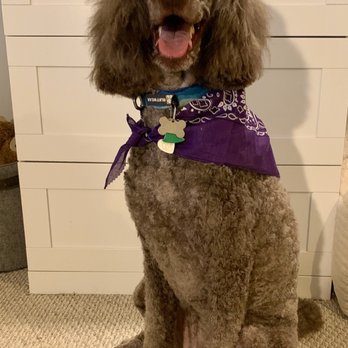 bonnie's dog & cat grooming