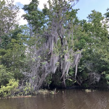 Ultimate Swamp Adventures - Tours Near Me - Westwego, Louisiana Ultimate Swamp Adventures - Tours Near Me - Westwego, Louisiana