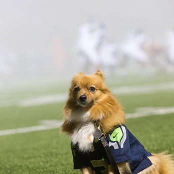 Northwest Film Forum - Izzy on the sidelines at a Seahawks game. - Cinema Near Me - Seattle, Washington Northwest Film Forum - Izzy on the sidelines at a Seahawks game. - Cinema Near Me - Seattle, Washington