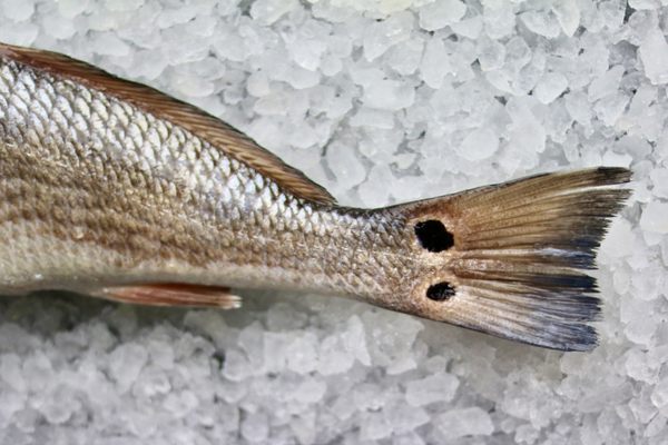 Locals Seafood - State Farmers Market by null