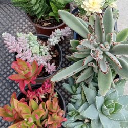 Arny's Garden - 6 plants for $18!