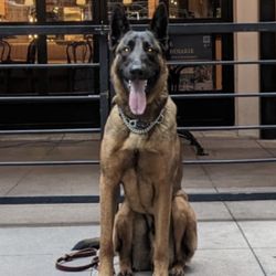 Active K9 Services - Bosch in Long Beach on Pine Street
