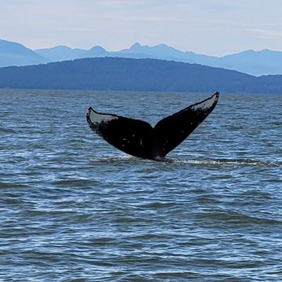 Steveston Seabreeze Adventures Vancouver by null