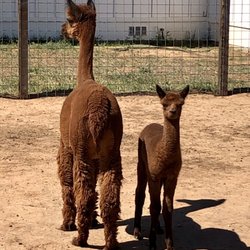 Pleasant Journey Alpacas