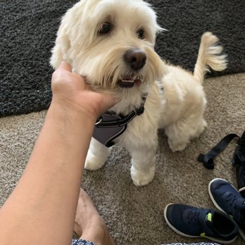 Animal Kingdom - Teddy with a full wash, face hair trim and nail trim. He came back looking so white and clean! - Pet Groomers Near Me - Colton, California Animal Kingdom - Teddy with a full wash, face hair trim and nail trim. He came back looking so white and clean! - Pet Groomers Near Me - Colton, California
