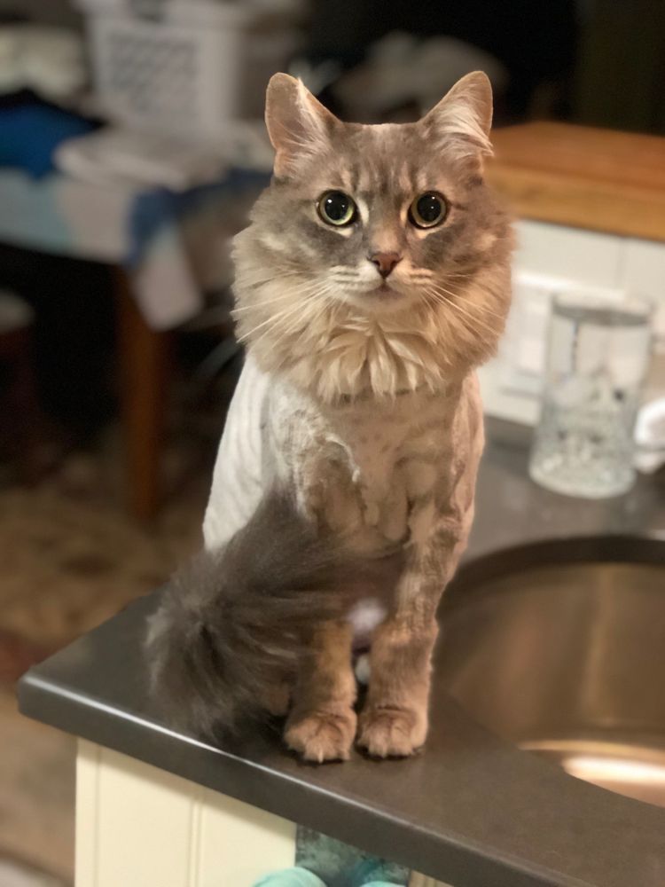 ECHO HOLLOW VETERINARY HOSPITAL AND URGENT CARE Updated September