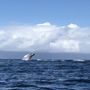 Photo of Blue Water Maui