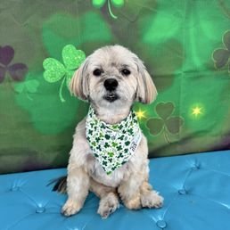 St. Patrick's Day-themed grooming session my dog got. The bandana and bow are adorable.