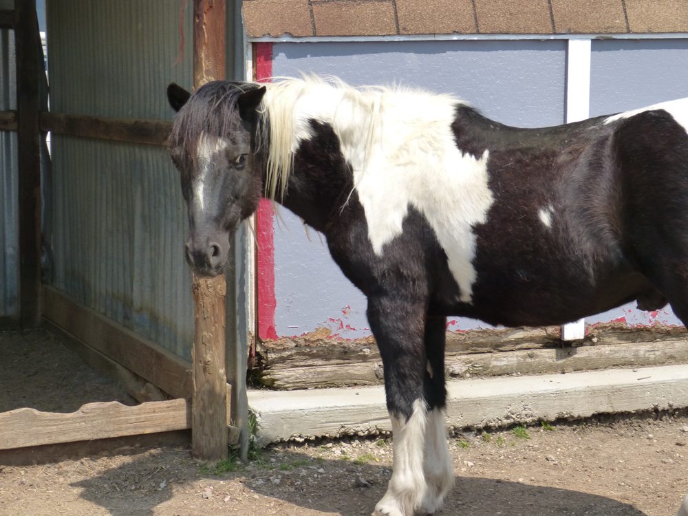 Country Cottage Barn - equestrian in Morrison, CO