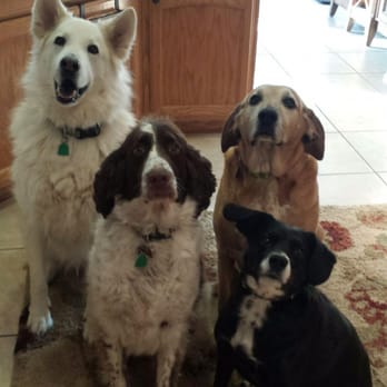 Creature Comforts Pet Sitting Service 17 Photos 17 Reviews